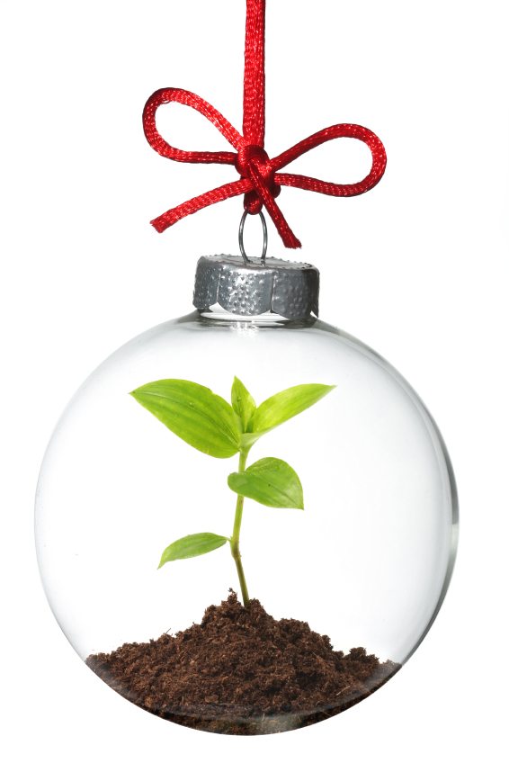 Christmas ornament with young plant inside